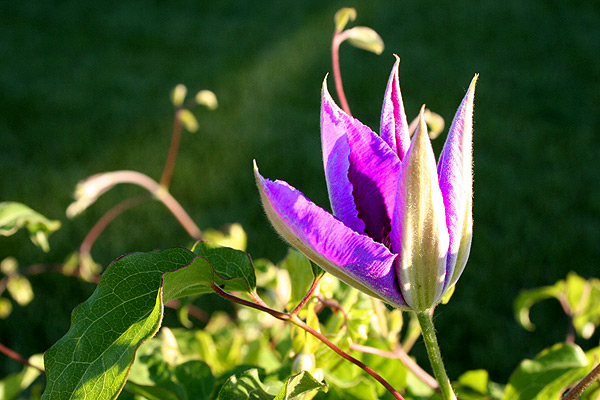 clematis