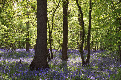 bluebell-wood-east-sussex-c.jpg