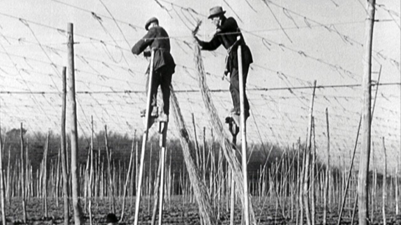 Hop gardeners wanted - circus skills useful, 1949