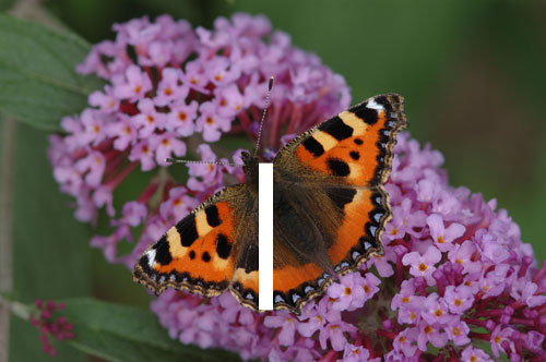 SmallTortoise shell copyright Jim Asher
