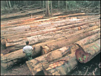 managed logging in French Guiana