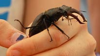 Stag beetle found at London BioBlitz