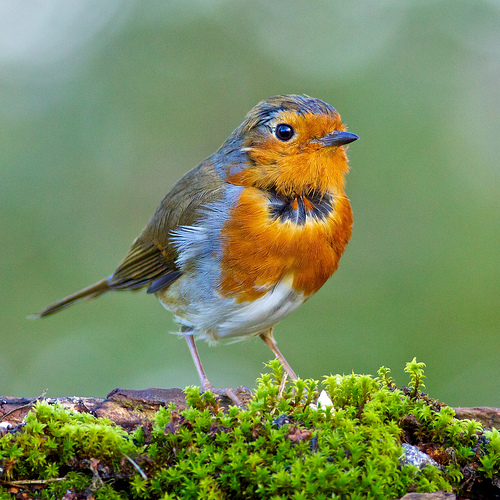 Robin by The black fox