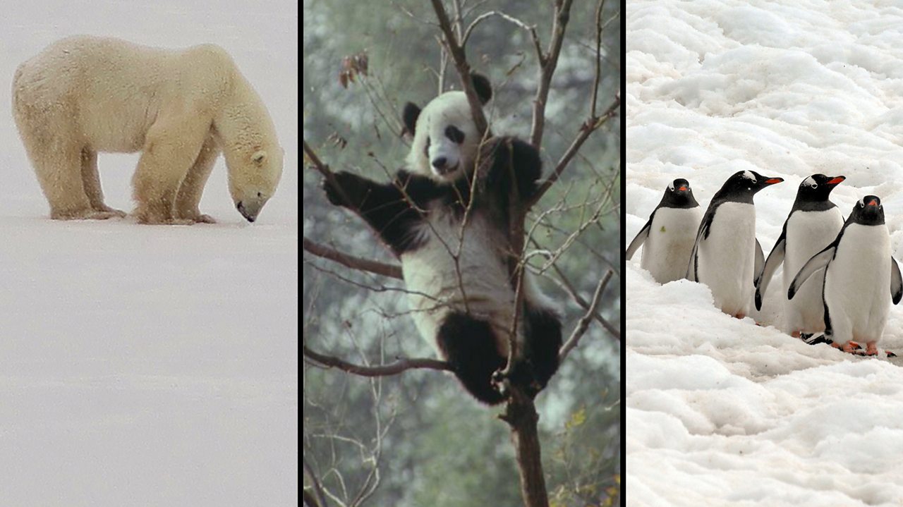 Animals and Wildlife