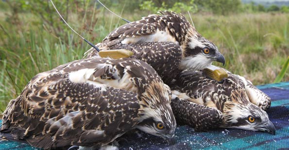 osprey chicks with satellite tags