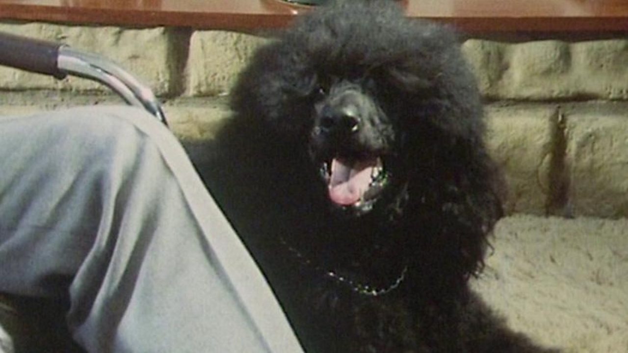 Theo the talking dog, 1983