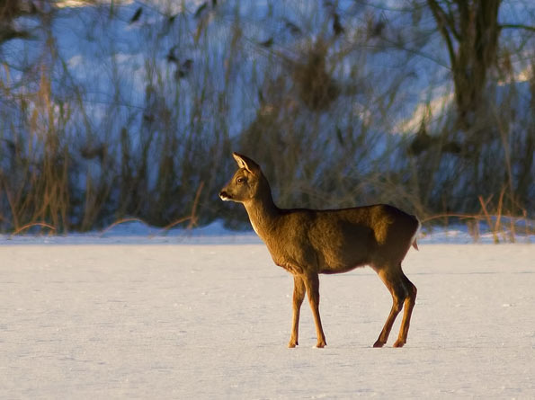 Deer © Keith Cochrane