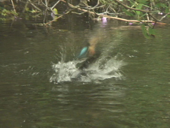 mink kingfisher divebomb