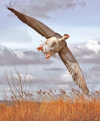 greylag by dominic heard