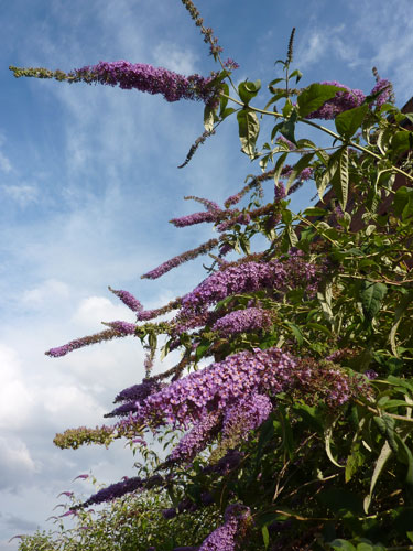 Buddleia