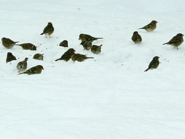 Birds in the snow, from John Craig, Angus