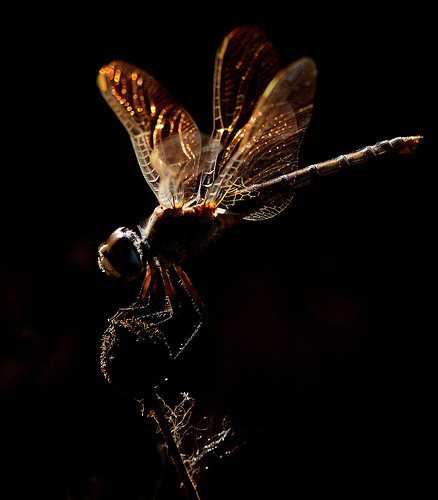 Dragonfly © Edward Taylor
