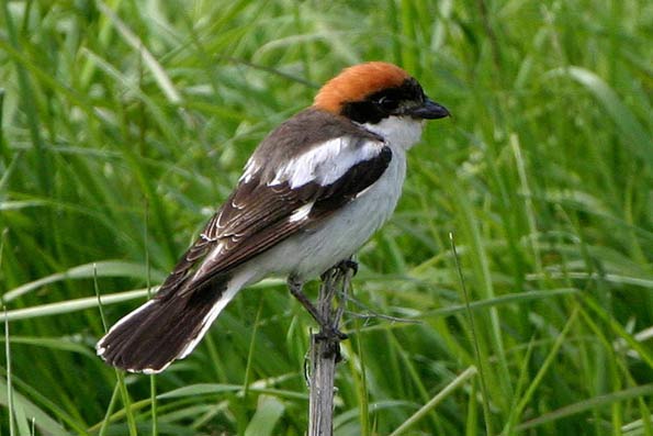 woodchat shrike copyright Ron Marshall/BTO