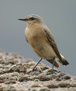 wheatear
