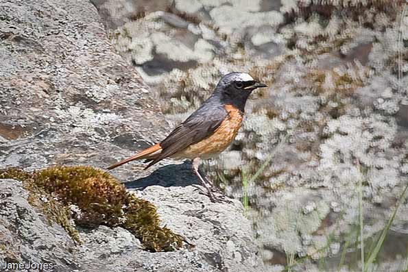 redstart copyright Jane Jones
