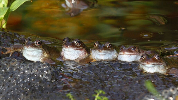 Proud fathers by Brian Mckay