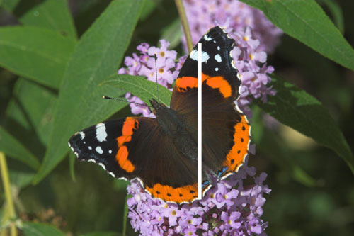 Red Admiral copyright Peter Eeles