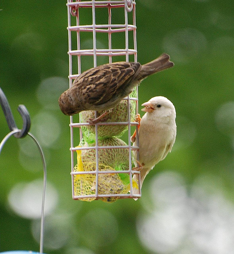 white sparrow on bird feeder by John Sharp