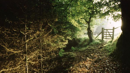 Light through a woodland