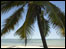 palm tree on beach