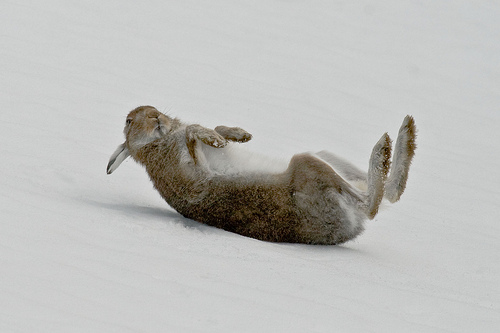 mountain hare by steve gardner