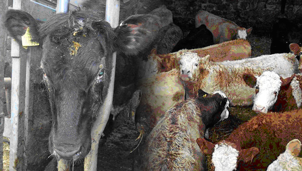 A bullock with pus coming from the nose, and overstocking in a cattle shed.