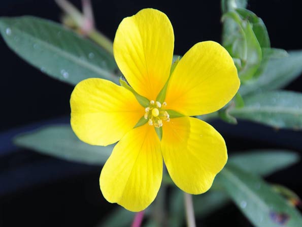 Water primrose