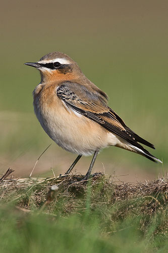 wheatear by Nigel Pye