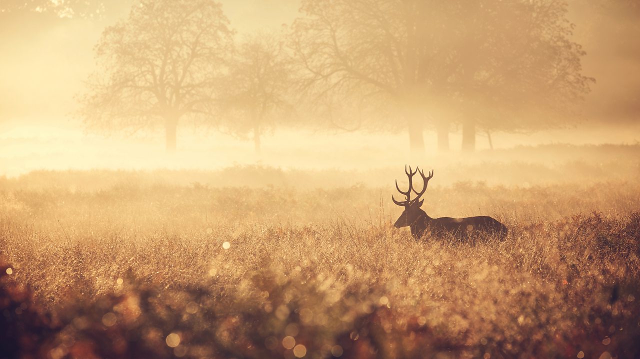 Brahms: Horn Trio in E flat major, Op 40
