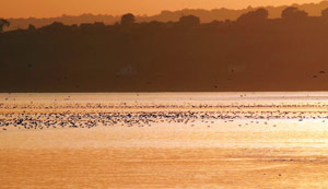 Flock of waders flying above River Severn in Slimbridge at sunset 