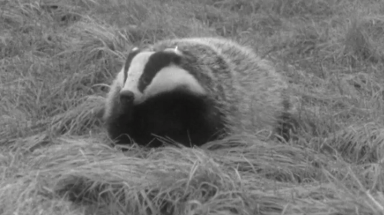 Tame badger in Yorkshire, 1961