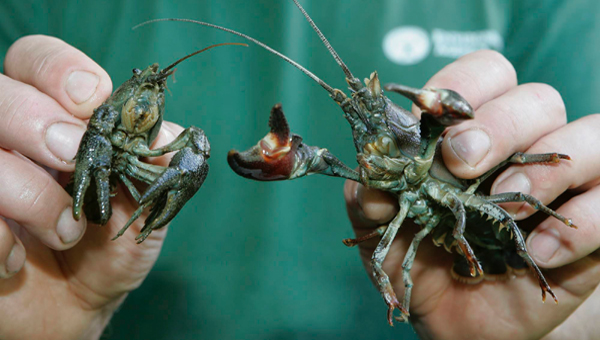 a native white-clawed crayfish and a non-native American signal crayfish