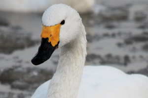 Bewick's swan Teabag