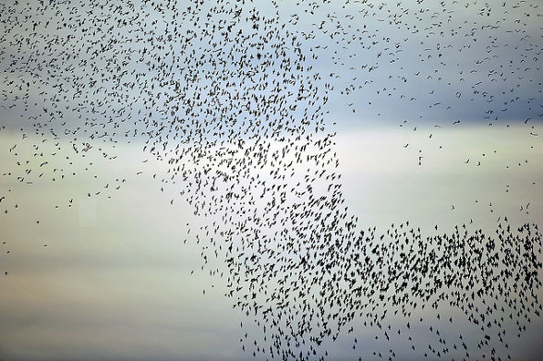 Starlings by James Wright