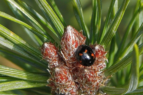 Pineladybird by zebadiah007