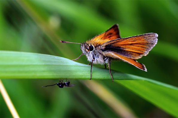 Small skipper by Mark Johnson