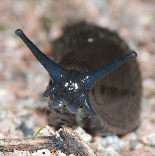 Black slug close up by Neil Phillips