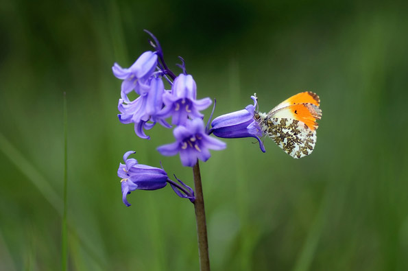 Orange tip male butterfly by Mark Johnson