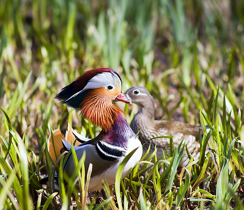 mandarin ducks by sarunas mikalauskas
