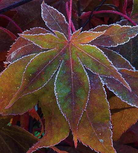Autumn leaves with frosted edges by Four Seasons Garden