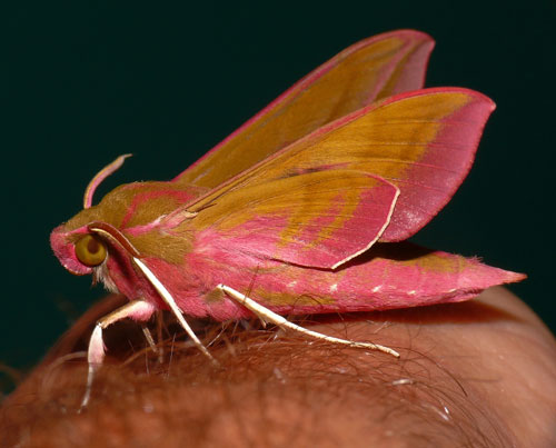 Elephant hawk moth © Doug Mackenzie Dodd
