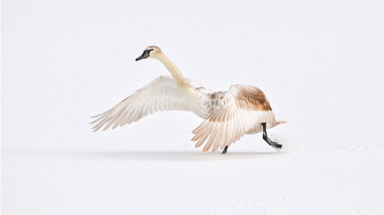 Swan in snow by Keith Edmunds