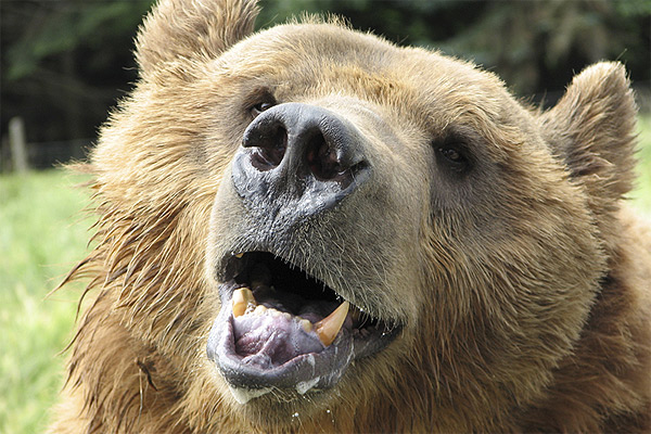 Brown bear