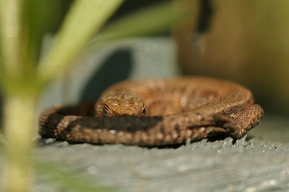 Curled up lizard by Laurence Arnold