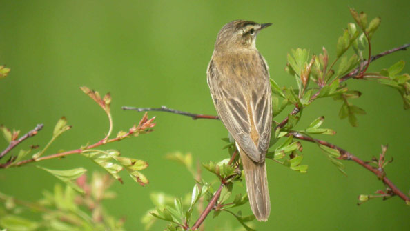 sedge warbler