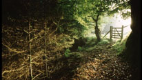 Woodland scene, path and gate