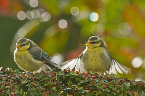 Blue tit chicks by Steph Cowie