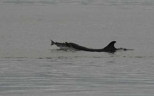 dolphin catching salmon by The Warlock