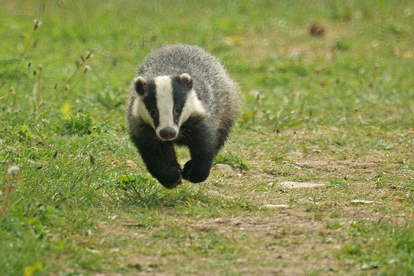 Badger by Tim Birds