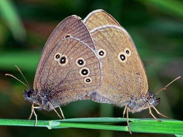 Ringlet butterflies mating by Mark Johnson